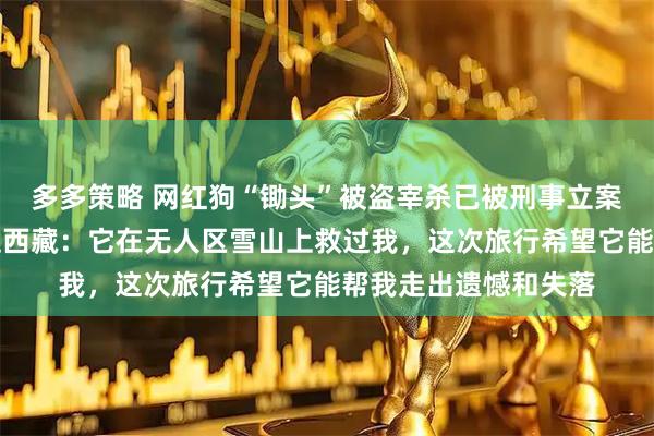 多多策略 网红狗“锄头”被盗宰杀已被刑事立案，主人带其照片重返西藏：它在无人区雪山上救过我，这次旅行希望它能帮我走出遗憾和失落